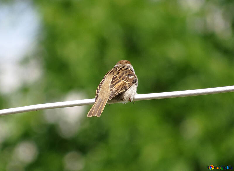 Sparrow on wire №22890