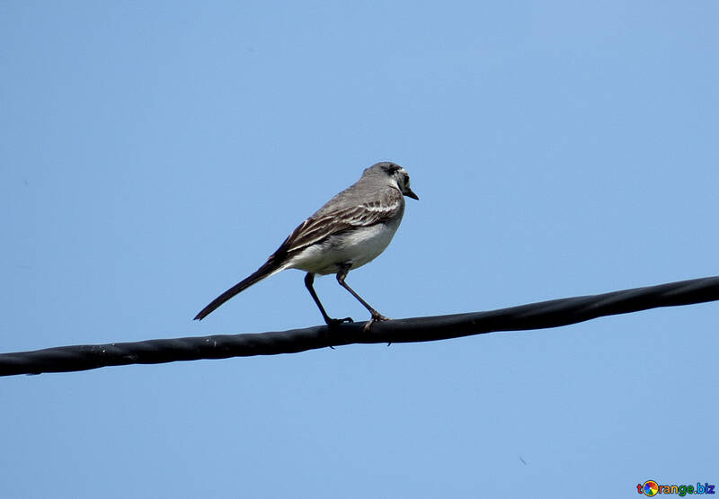 White Wagtail on blue background №22887