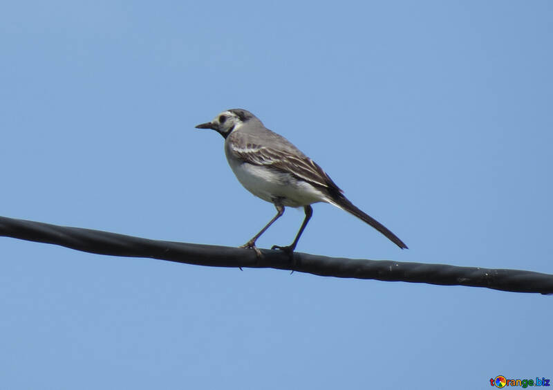 Wagtail on the wire №22886