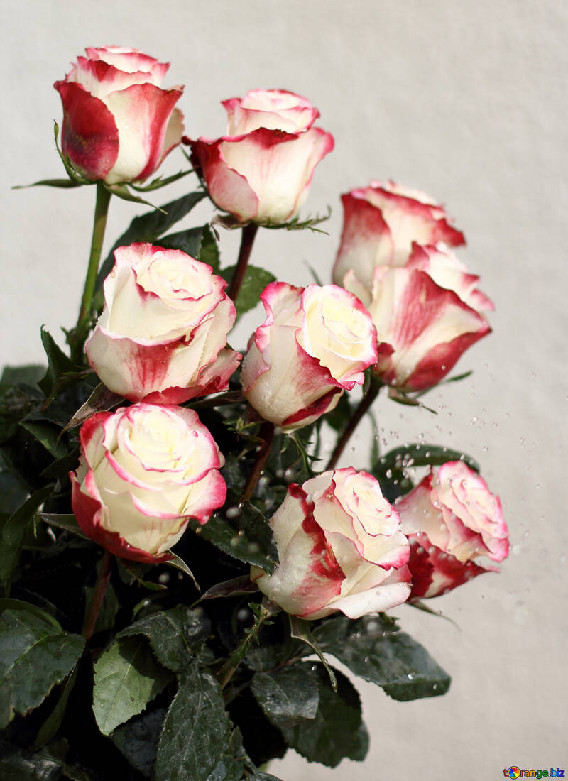 Bouquet di Rose №22786