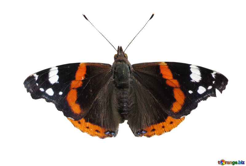 Butterfly №22251