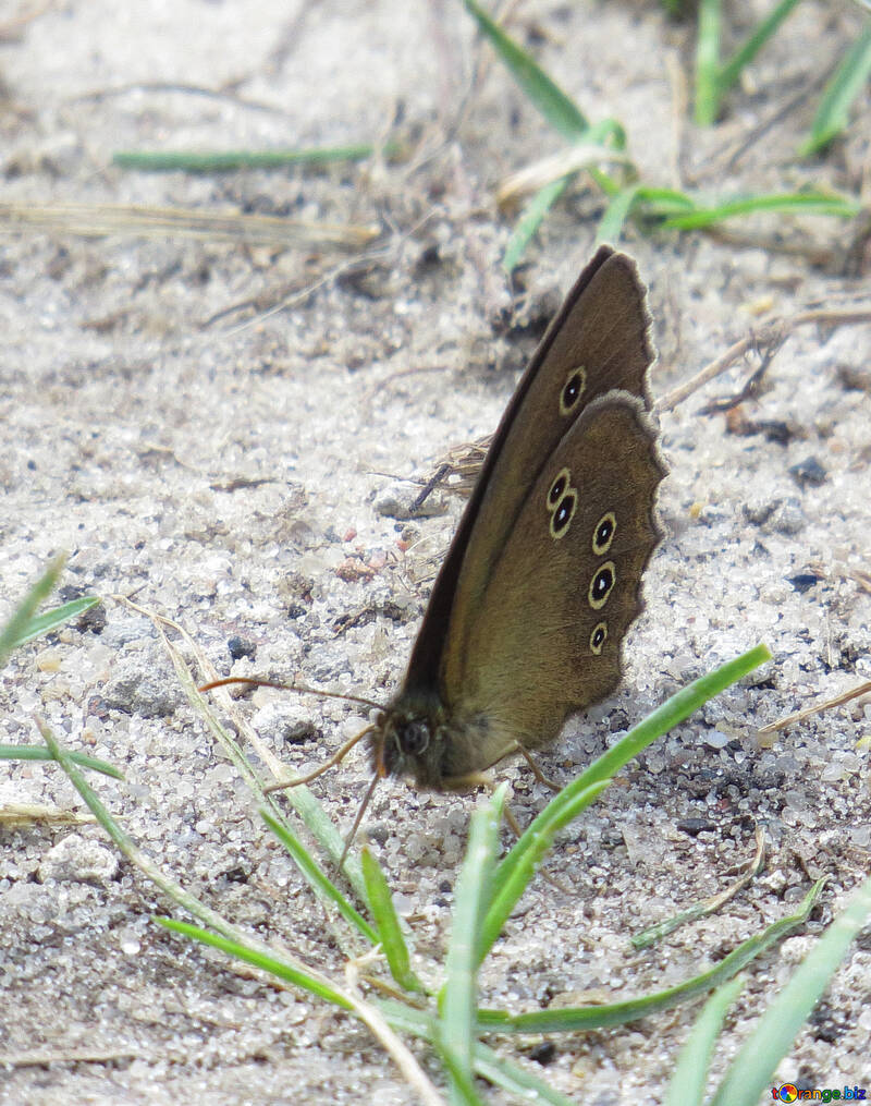 Butterfly №22254