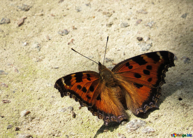 Wunderschönen Schmetterling №22269