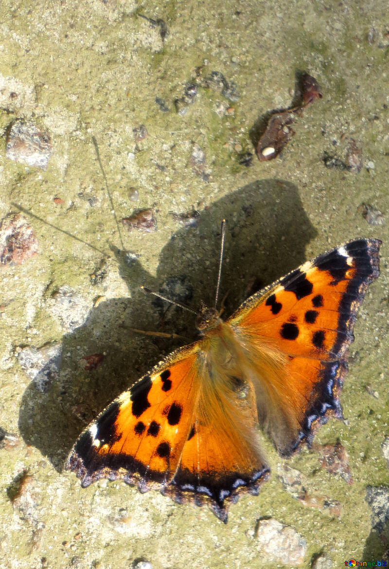Beauté papillon №22283