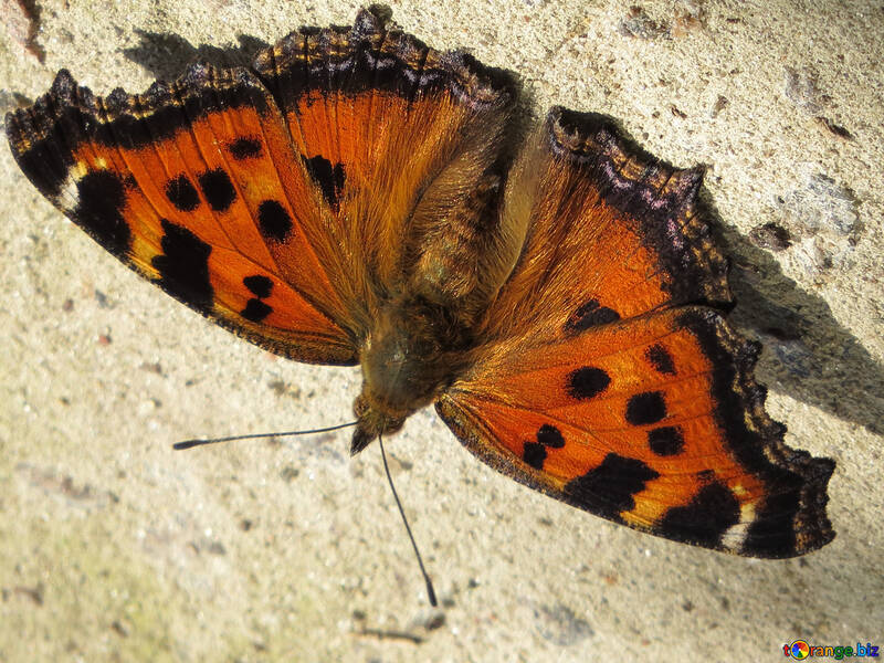Schmetterling auf der Decke №22268