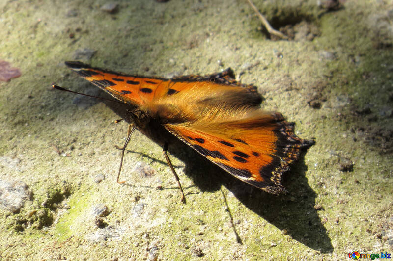 Schmetterling Edelfalter (Nymphalidae) der Familie №22275