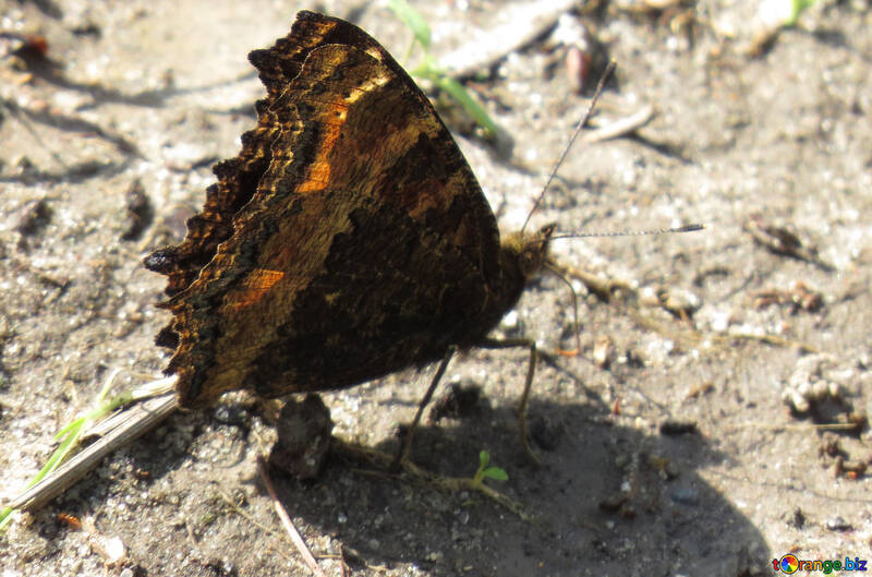 Schmetterling auf dem Boden №22259