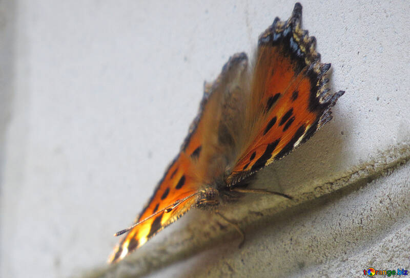 Schmetterling lauern №22255