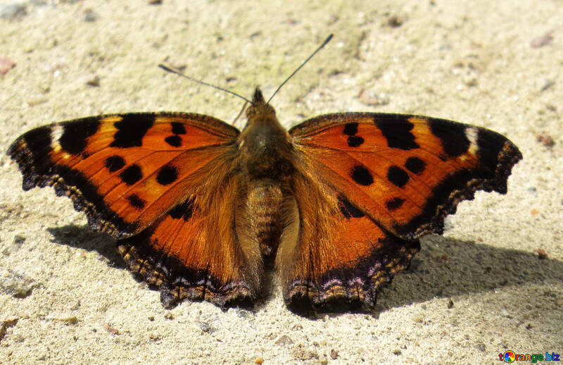 Orange Butterfly №22267