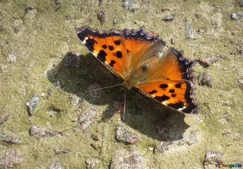 Schmetterling orange Wings №22281