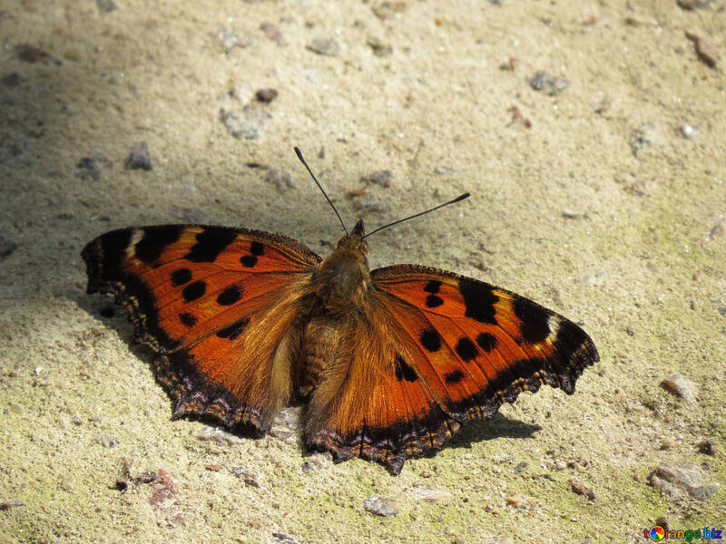 Schmetterling Hautausschlag №22270