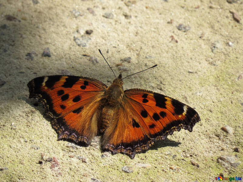 Erupción de la mariposa №22270