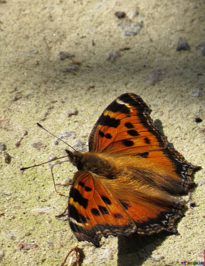 Schmetterling Hautausschlag №22271