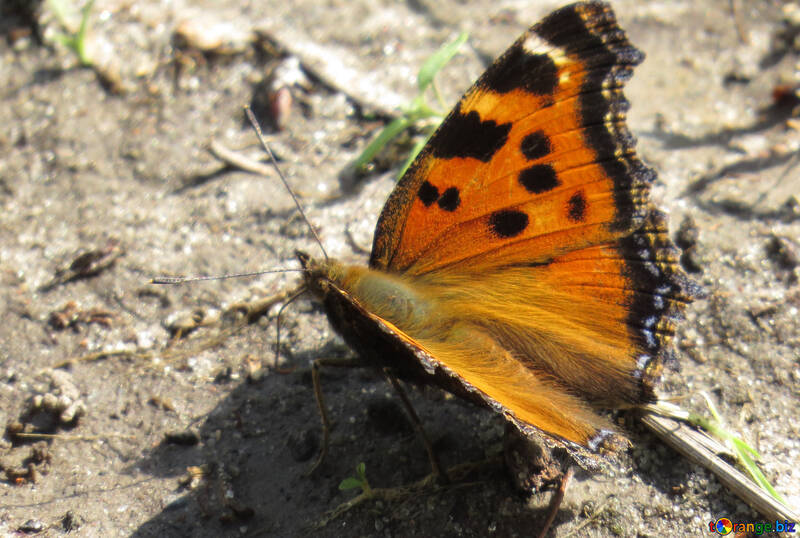 Schmetterlingsflügel №22260