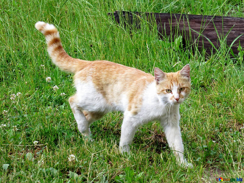 Young ginger cat №22407