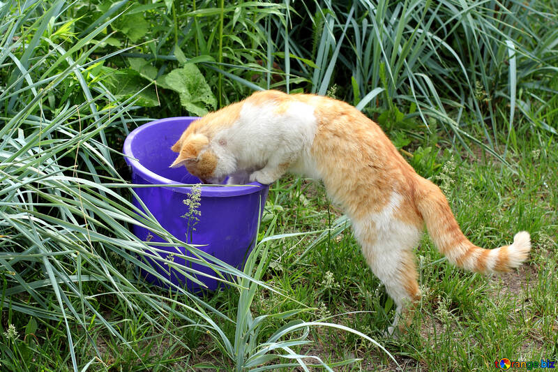 Cat steals fish from bucket №22429
