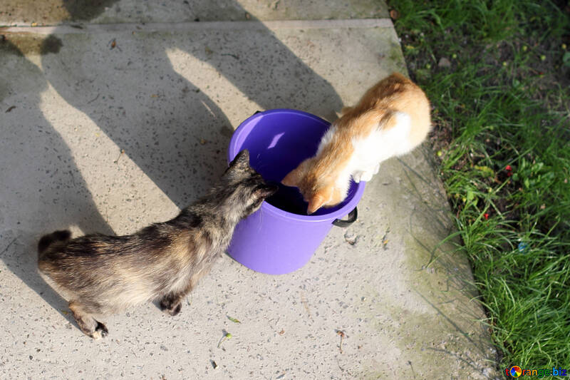 Gatos e um balde de peixe №22414