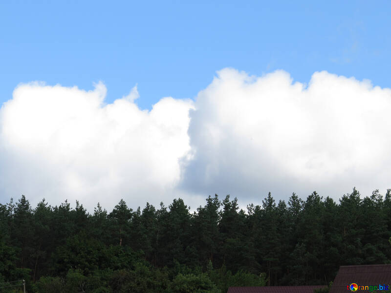 Хмари над лісом №22747