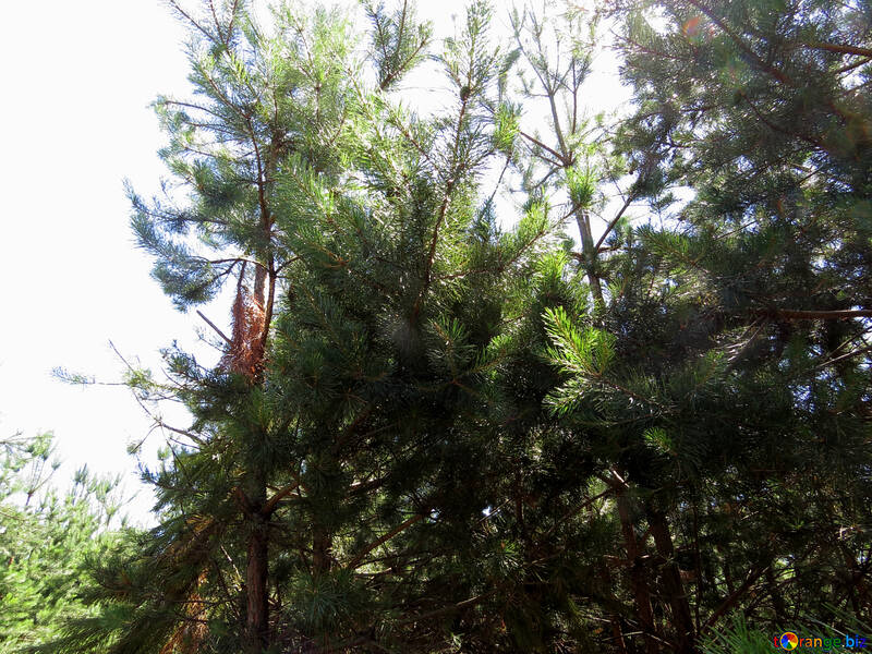Coniferous forest №22505