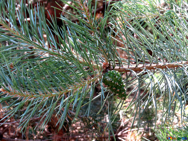 Un cono en la rama de pino №22502