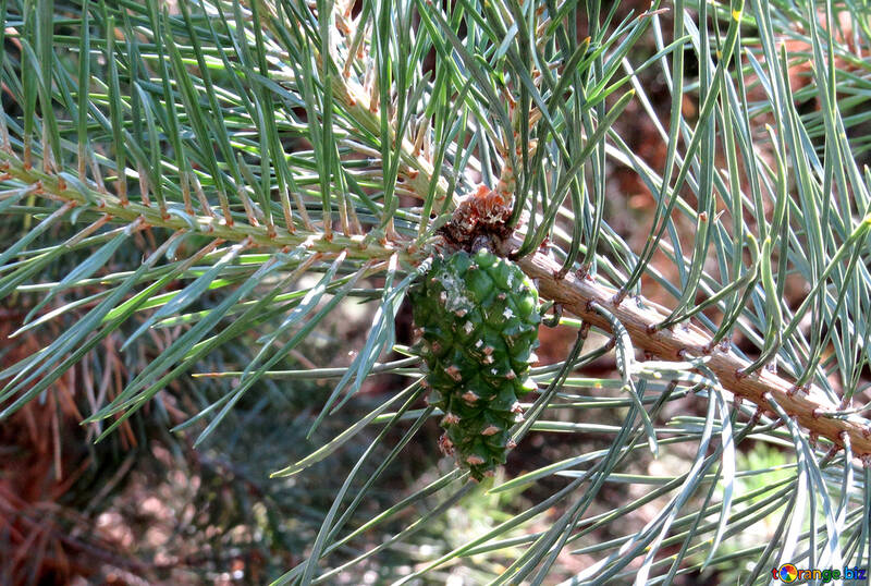 Pine cone on branch №22503