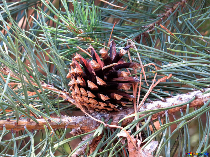 Pine cone on branch №22508