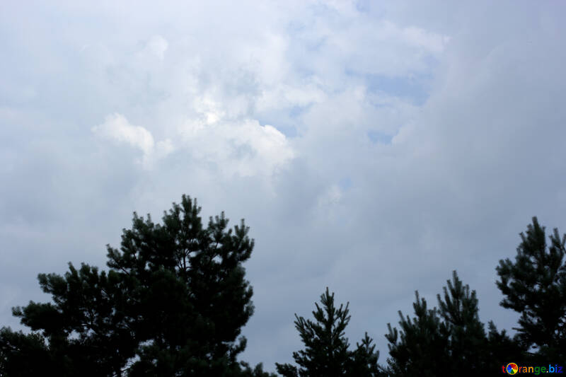 El cielo sobre las copas de los árboles de pino №22688