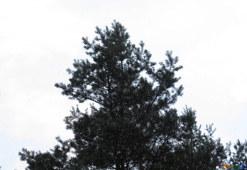 La parte superiore del pino su sfondo bianco №22299
