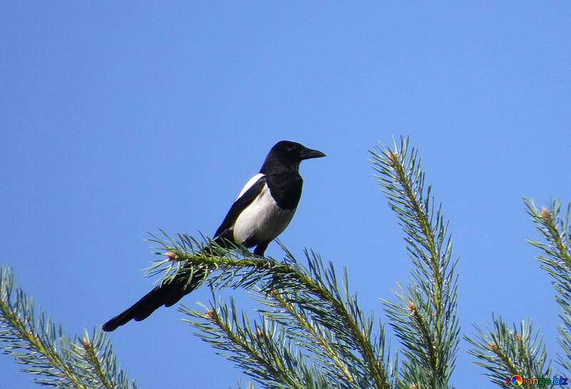 Magpie on top of the tree №22961