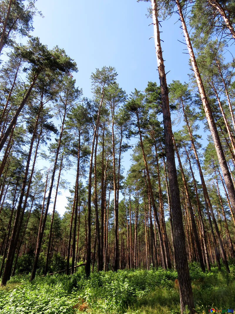 The pine forest in summer №22530