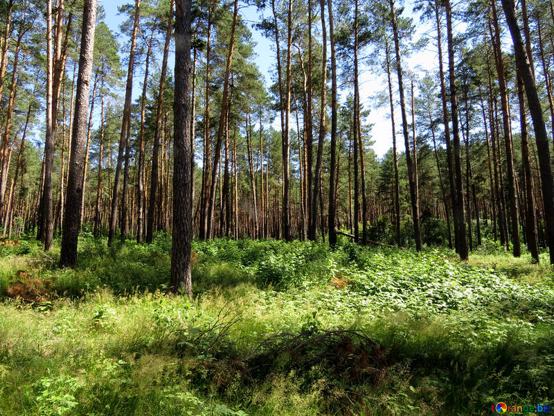 Underbrush in pine forest №22533