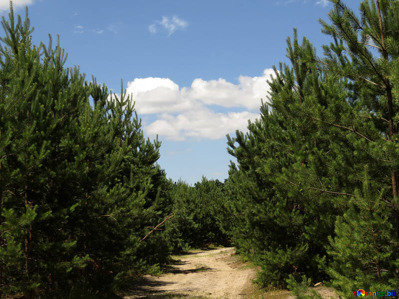 The road in young pine forest №22467