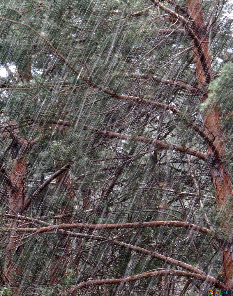 Regen im Wald №22310