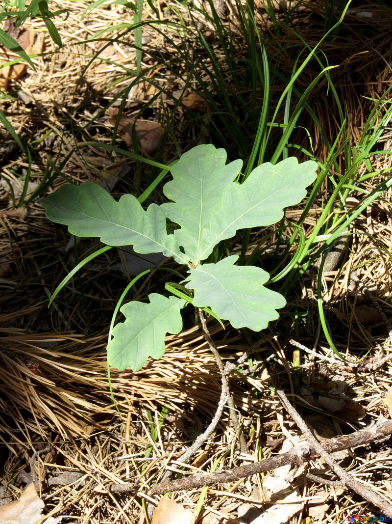 Sprout oak summer №22512