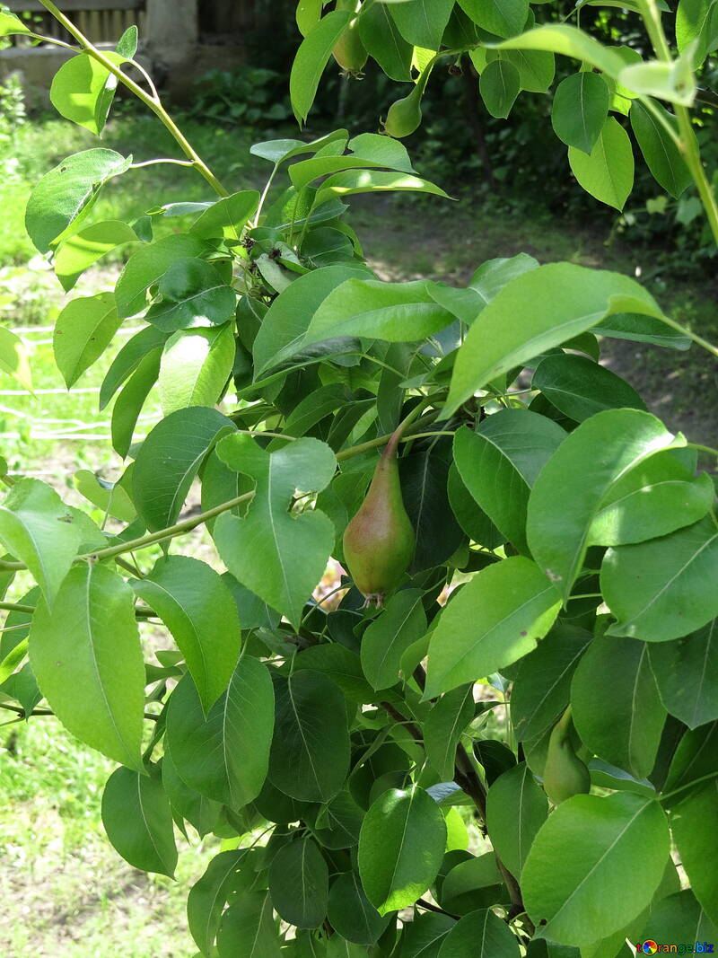 Green Pear №22891