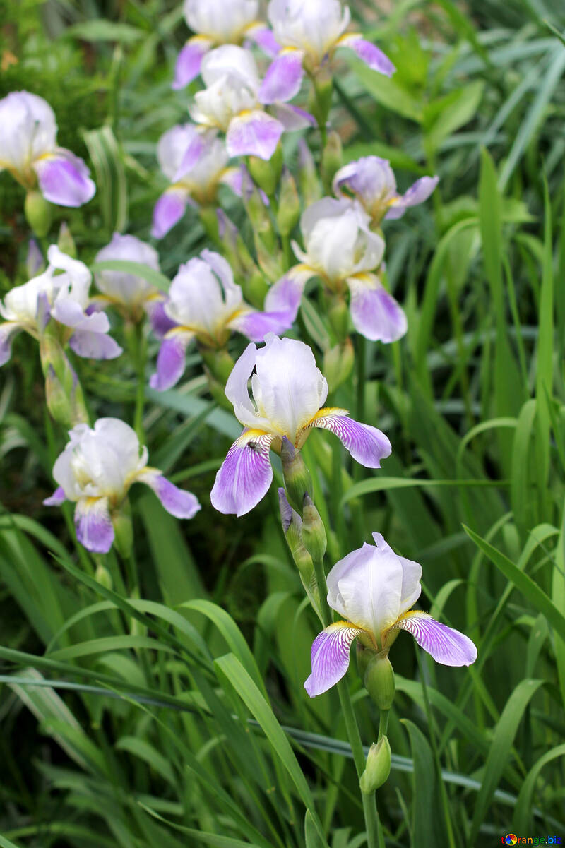 Meadow of blooming irises №22344