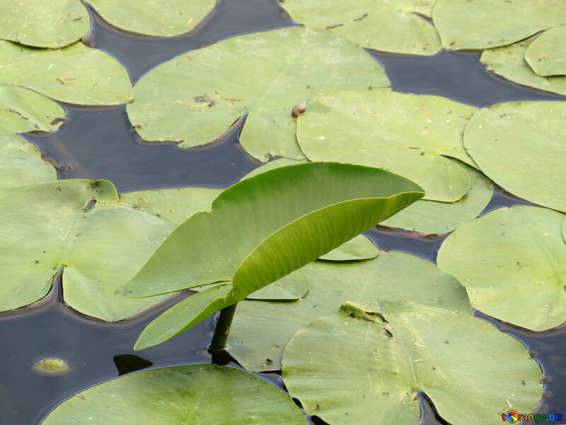 The leaves of water lilies №22447