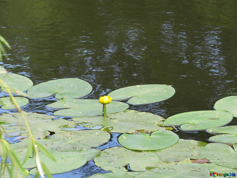 Yellow water lily №22451