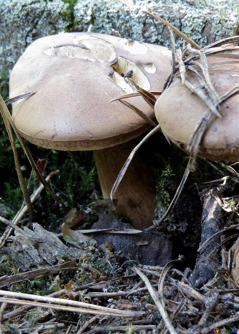 Жовчний гриб або Горчак №22971