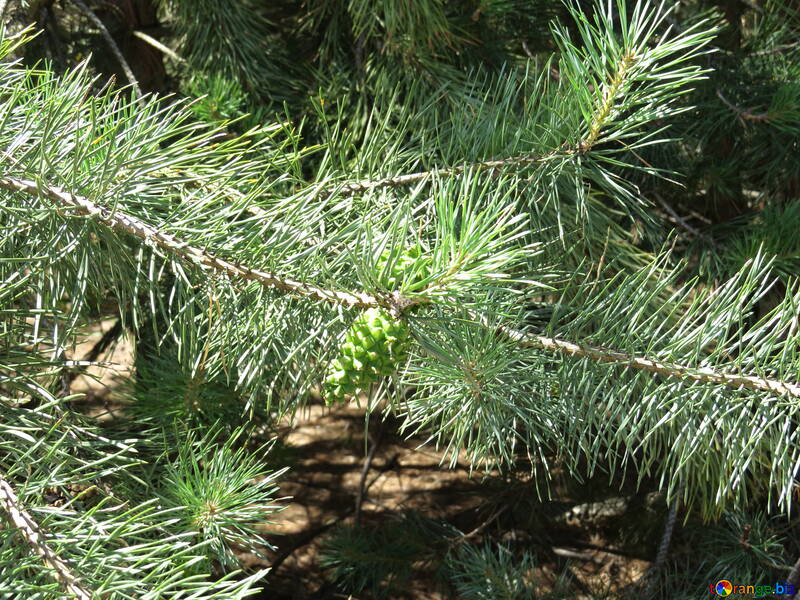 Young pine branches №22498