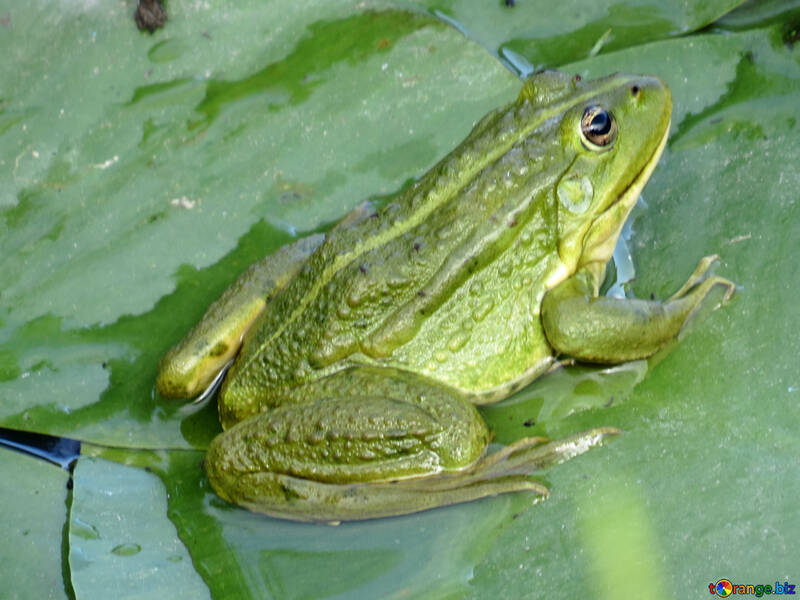 Звичайна жаба №22243