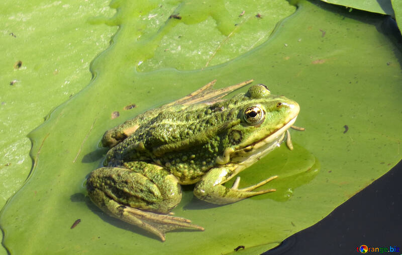 Frog №22240