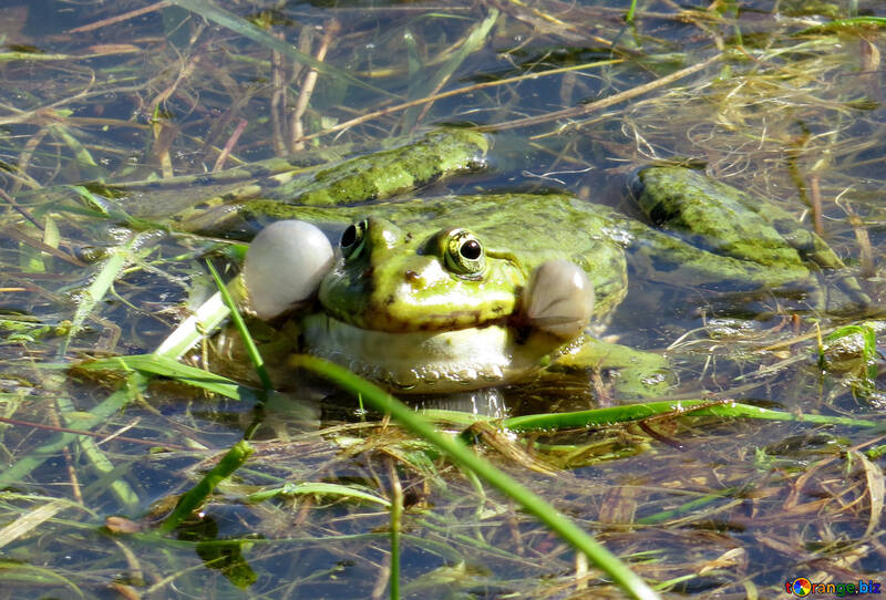 The frog croaks №22227