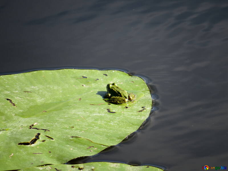 Frog on leaf №22233