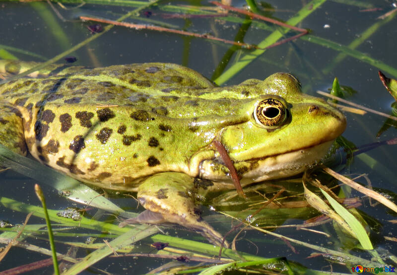 Frosch im Teich №22218