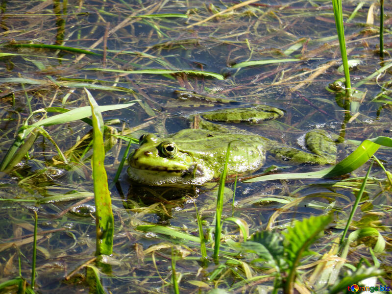 Insolent frog №22221