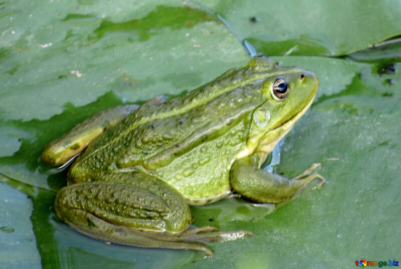 Simple frog №22242
