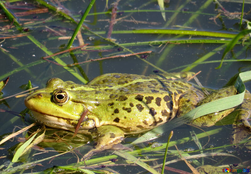 Spotted Frog №22217