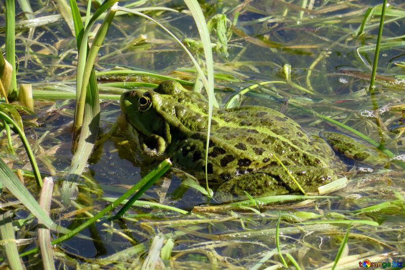 Spotted Frog №22225
