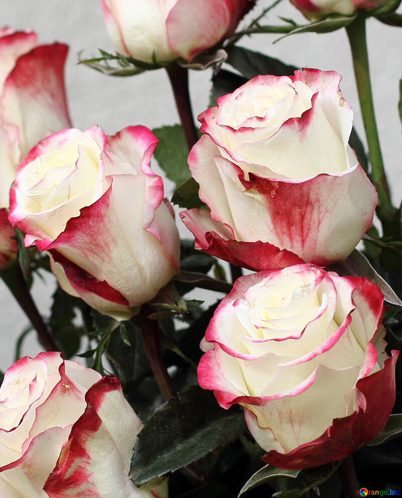Bicolor roses №22791